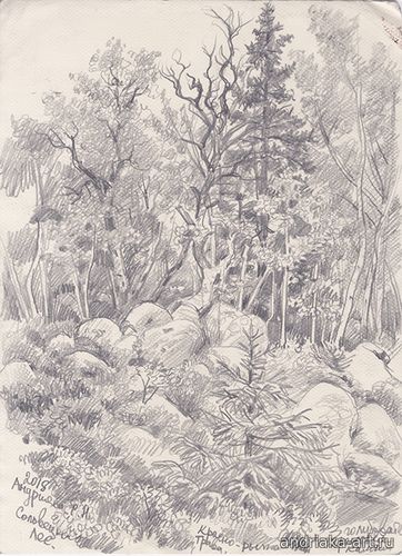 Андрияка С.Н. Соловецкий лес